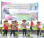 Bupati Lamsel Nanang Ermanto Ikuti Gerakan Tanam Padi Serentak Di Desa Pulau Jaya Kecamatan Palas